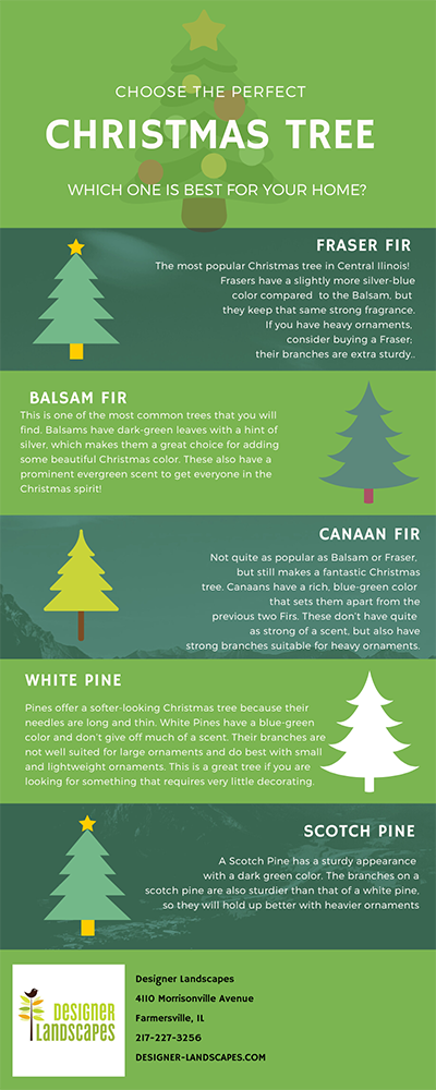 Infographic comparing different the features of various pine trees.